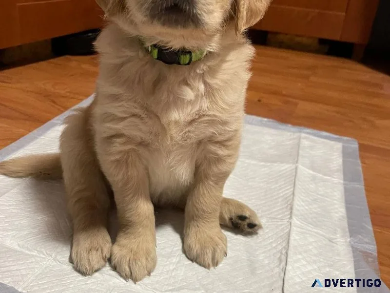 Goden Retrievr puppies