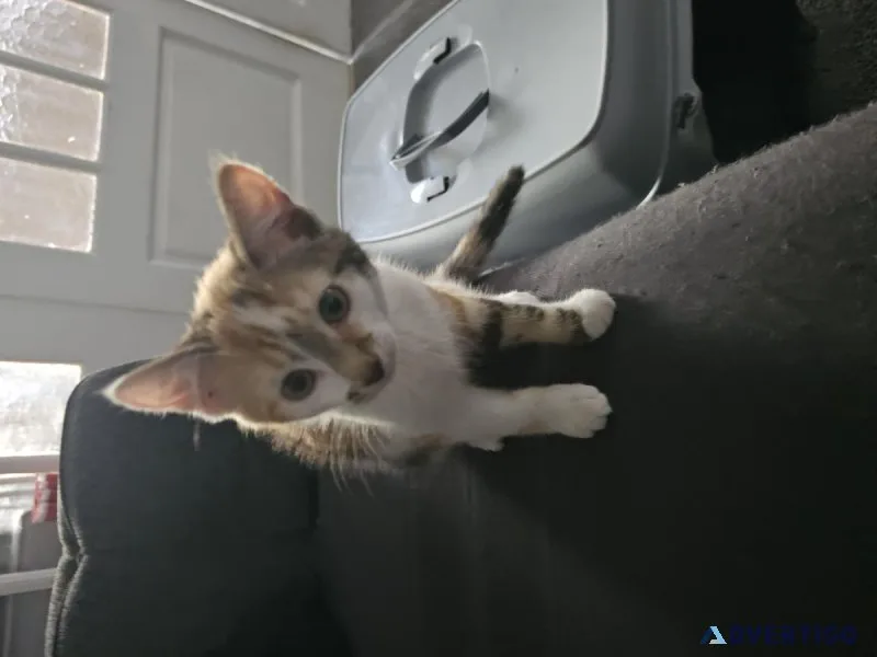 Kitten needing a good caring home