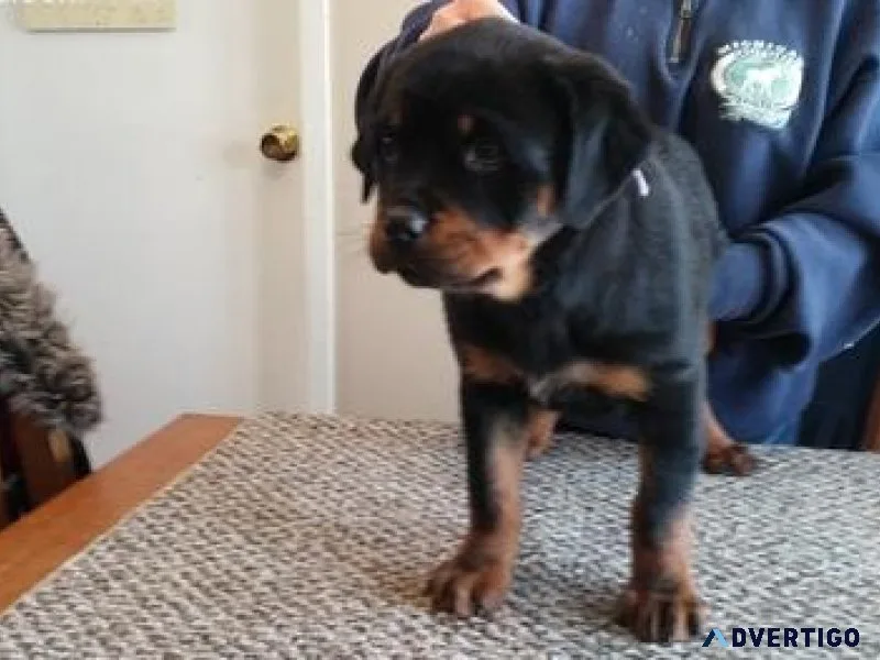 lumbering every German rottweiler puppies for Sale