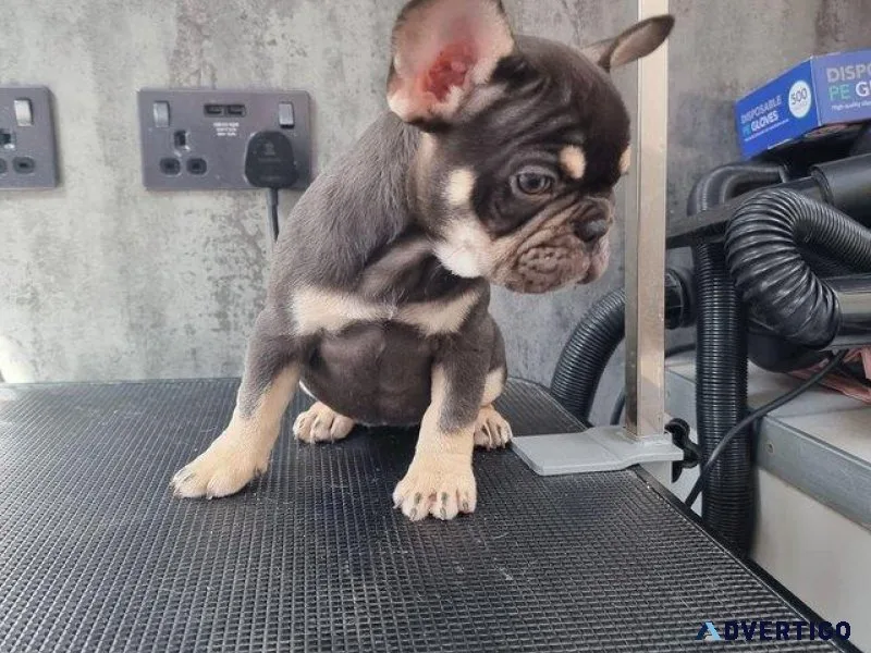 Puppies for sale