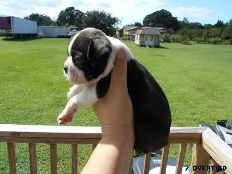 Adorable Boston Terrier