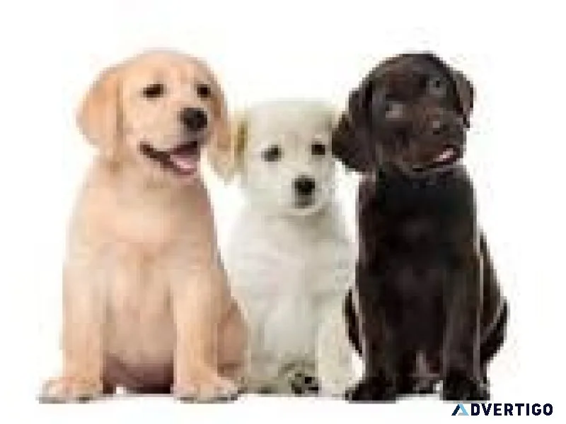 Puppies for sale