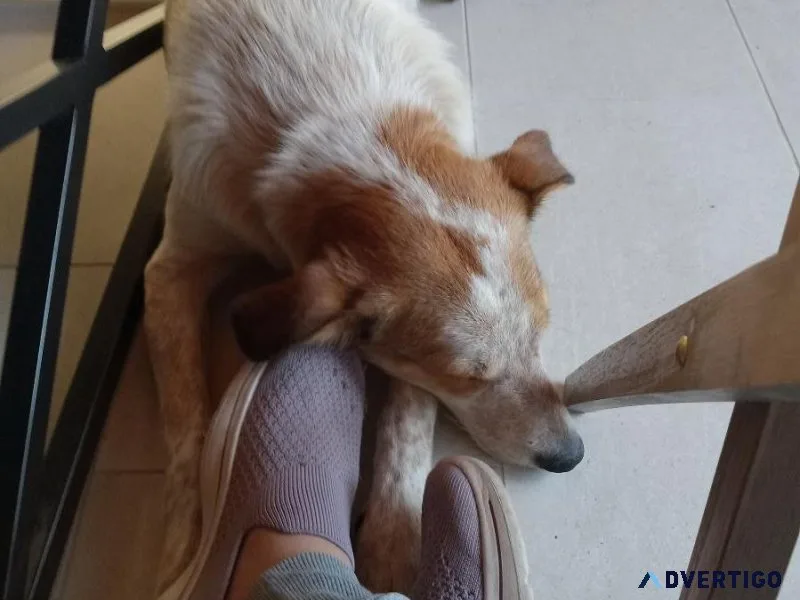 Austrailian cattle dogborder collie