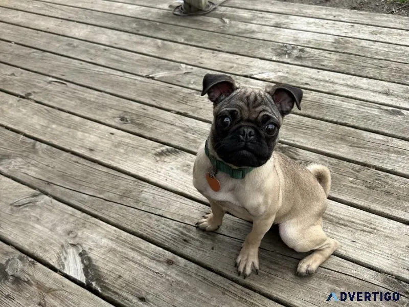 11 month old pug