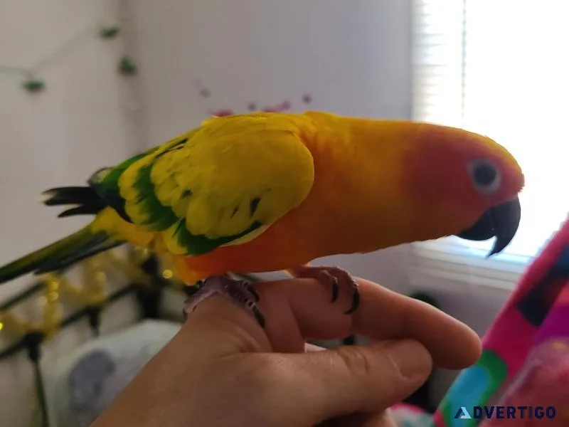 Sun Conure