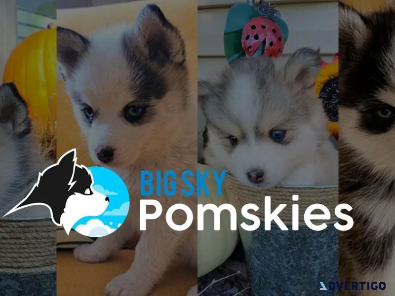 Beautiful litter of 8 Pomsky puppies f2