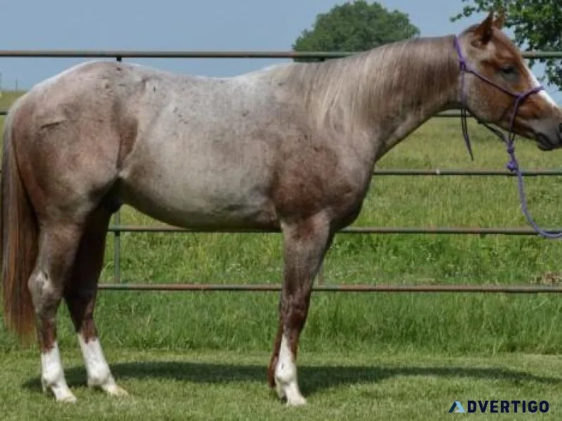 Horse For Sale