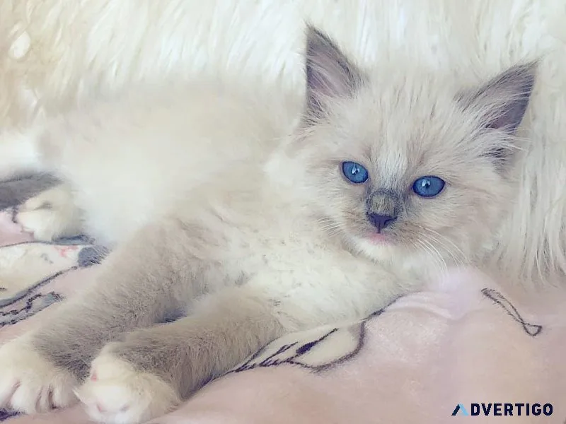 Ragdoll kittens for sale