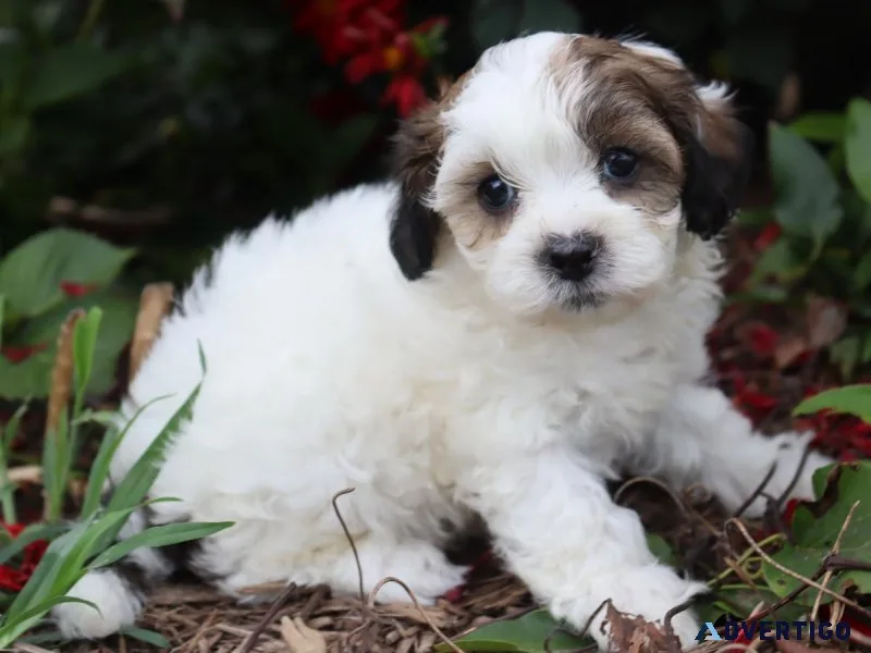 Jaxs Male Shihpoo