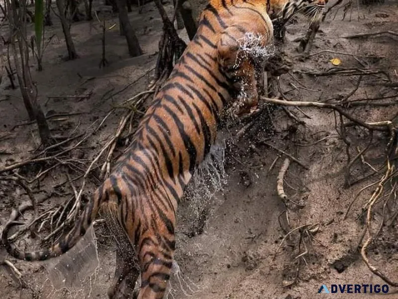 Sundarban package tour booking from kolkata