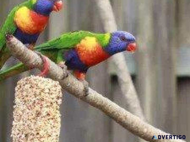 Celebrating Pet Birds - Vet in Philadelphia MS