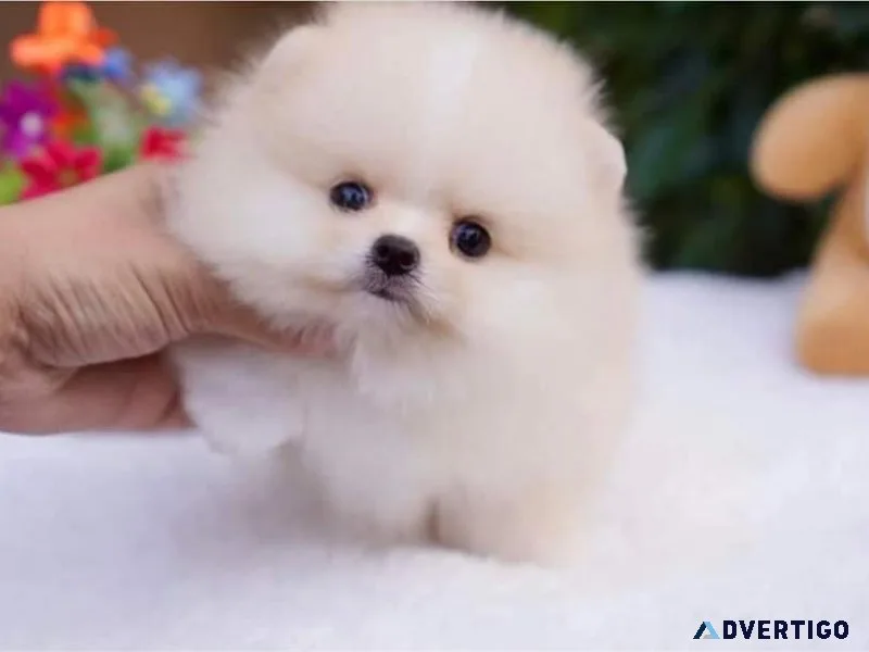 Pomeranian puppies
