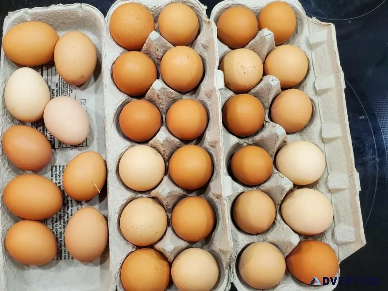 chicken eggs from free range chickens