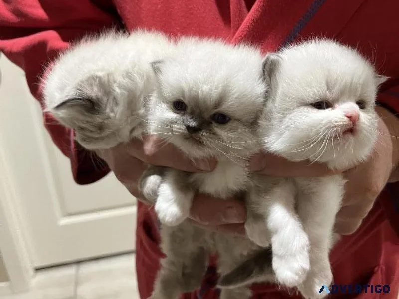 Persian kittens