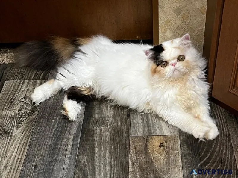 CFA Longhaired Exotic Calico Cat