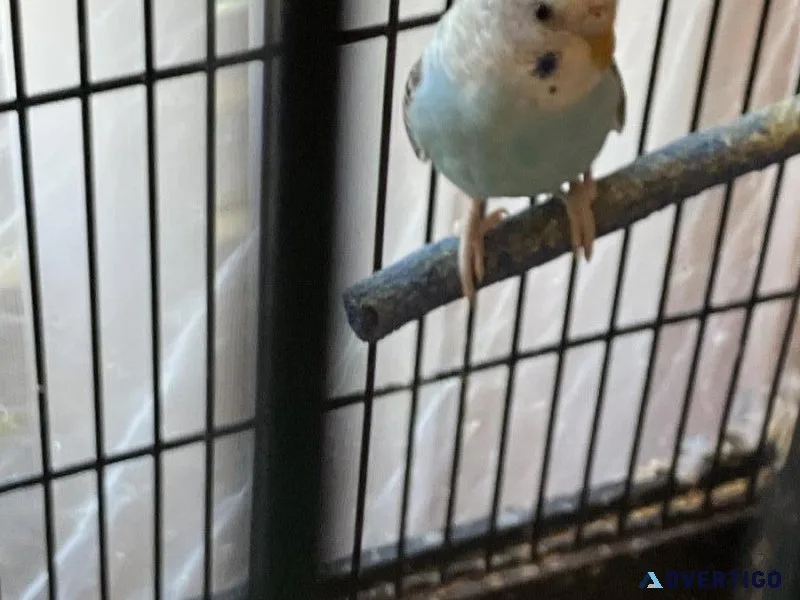 Young budgies and adult rehoming