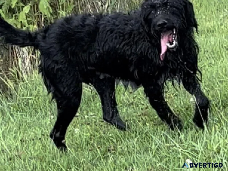 Labradoodle F1