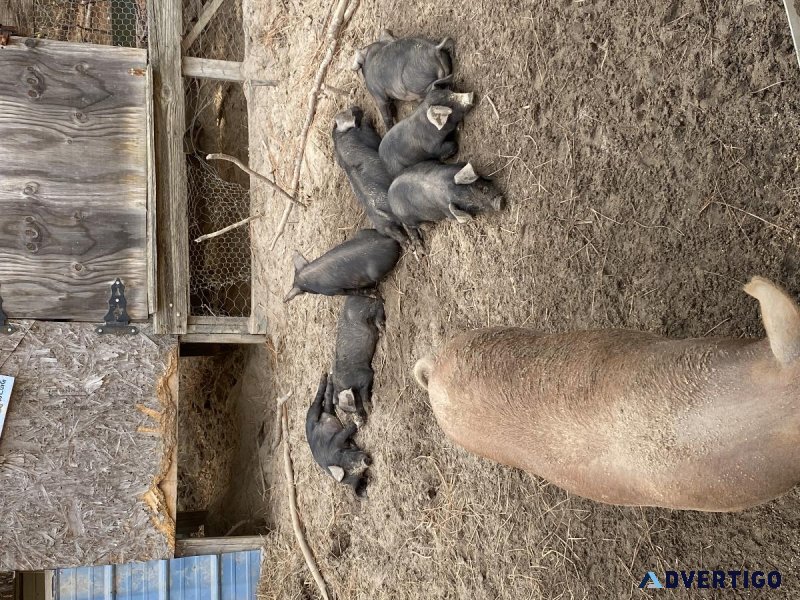 Piglets