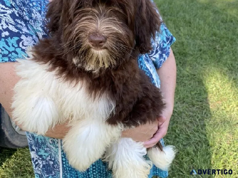 Havanese Puppies