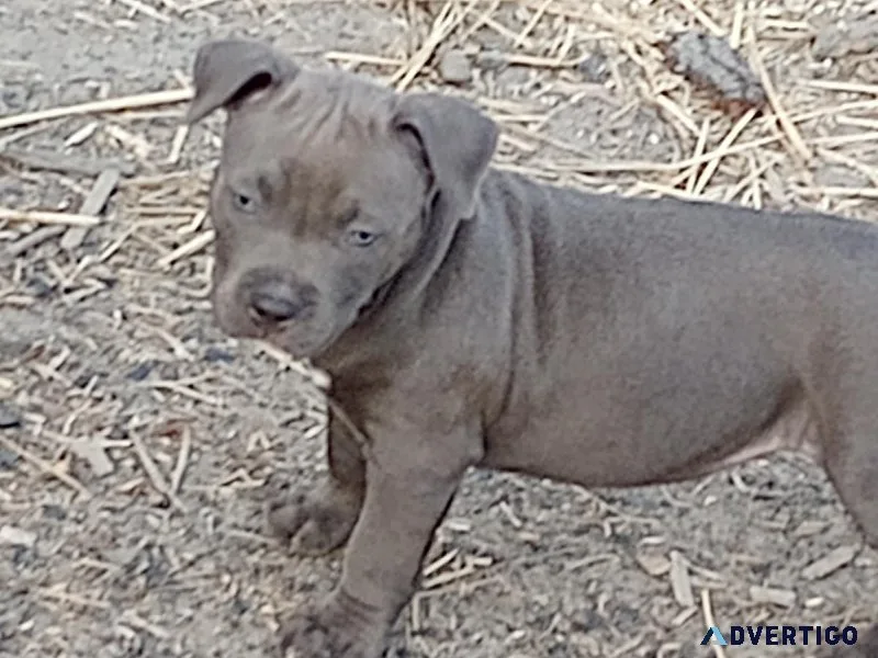 AMerican Bluenose Pitbull PUPS 4 sale