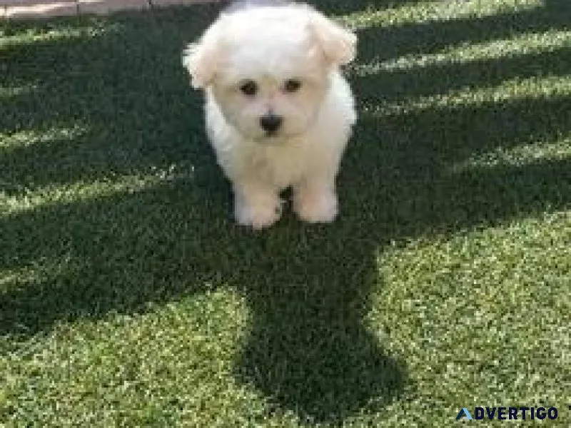 male and females Lovely Maltese Puppies