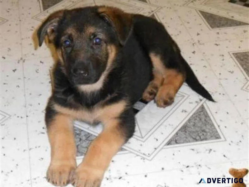 German Shepherd Pups.HUGE SALE Big Impressive.