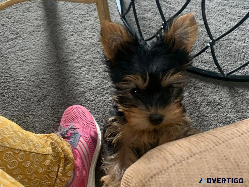 Train Yorkshire terrier  puppies