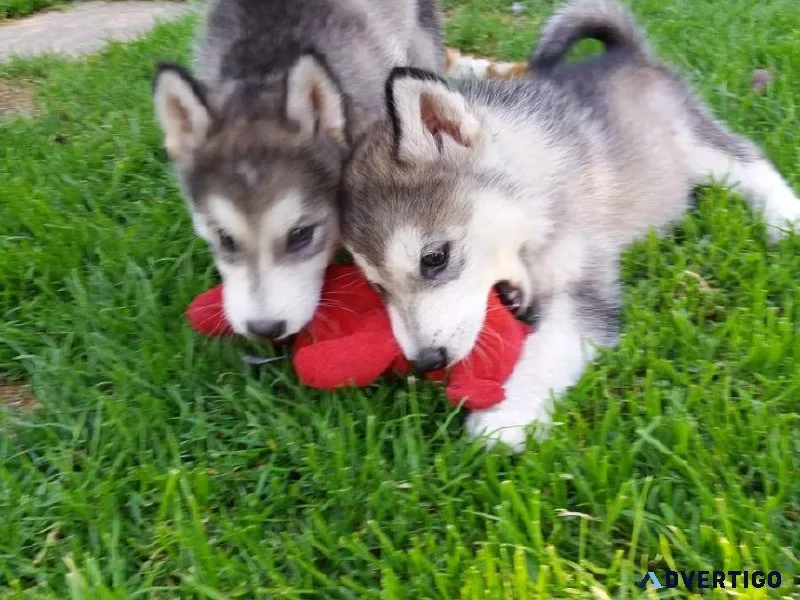 AKC Registered Alaskan Malamutes Puppies