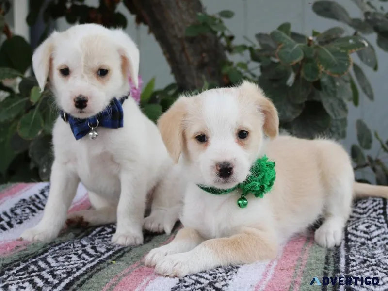Adorable Miniature Bordoodle puppies