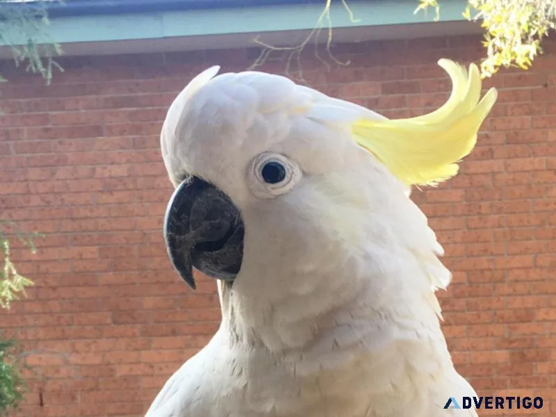 Sulphur Crested Cockatoo