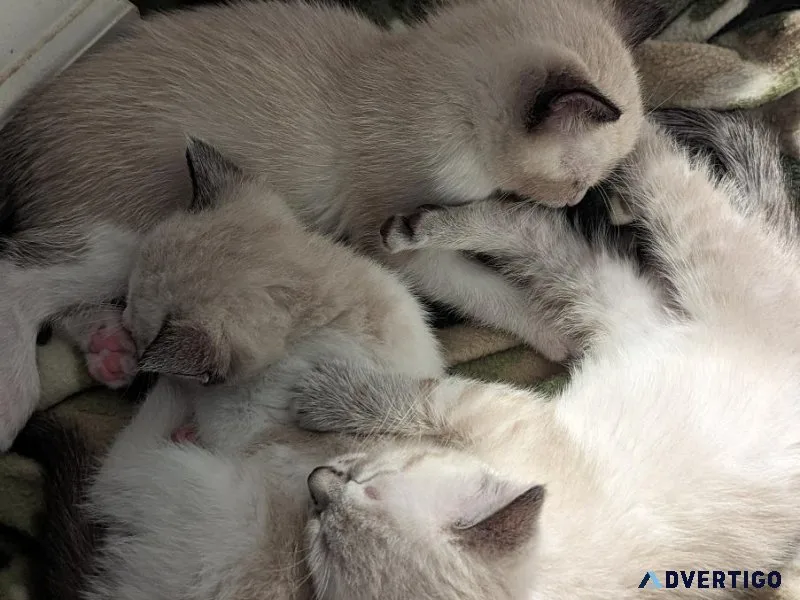 Maine coon Blue point and chocolate Siamese