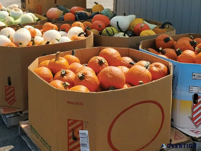 FREE Pumpkins (Perfect for Halloween Season)