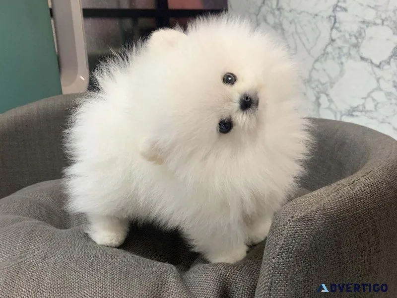 Beautiful Pomeranian puppies Available