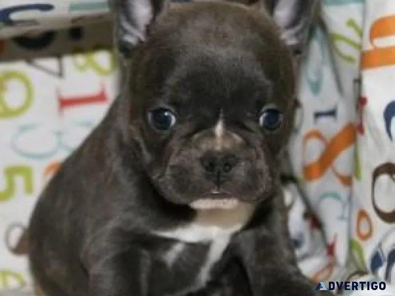 4 French Bulldog Puppies Text only  (917) 781-3637