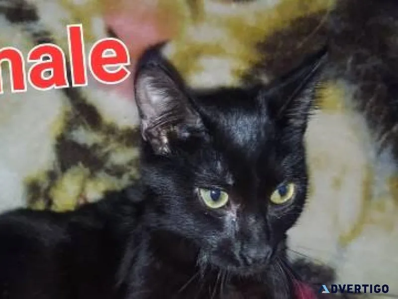 FREE Black Kittens Male and Female