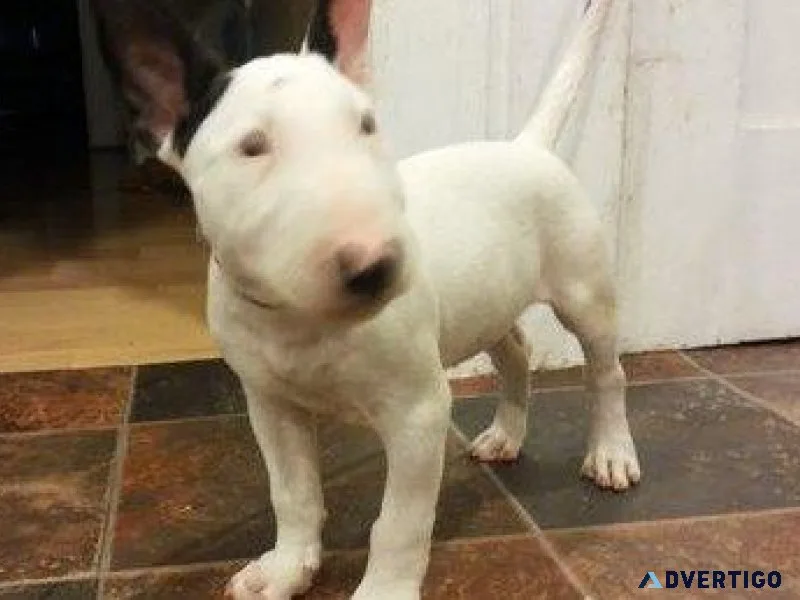 Bull Terrier Puppies Ready Now