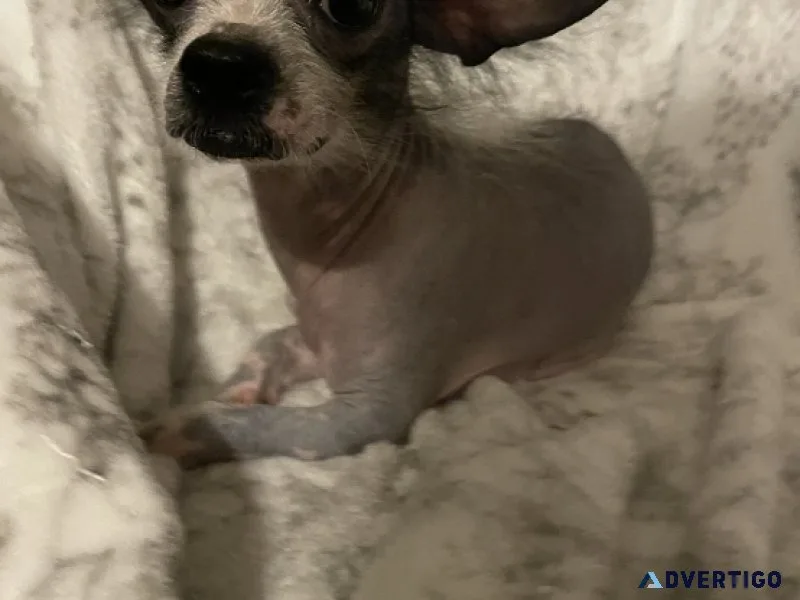 Chinese crested hairless