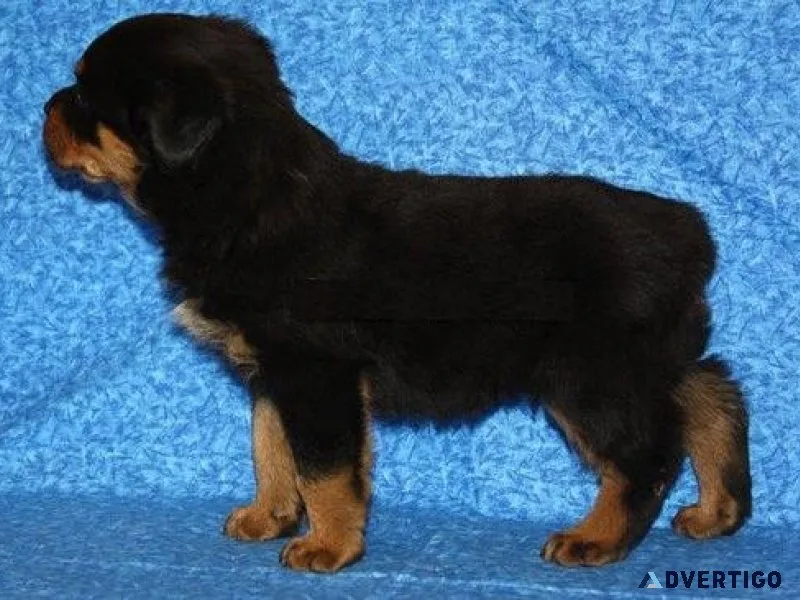 loathsome every German rottweiler puppies for Sale