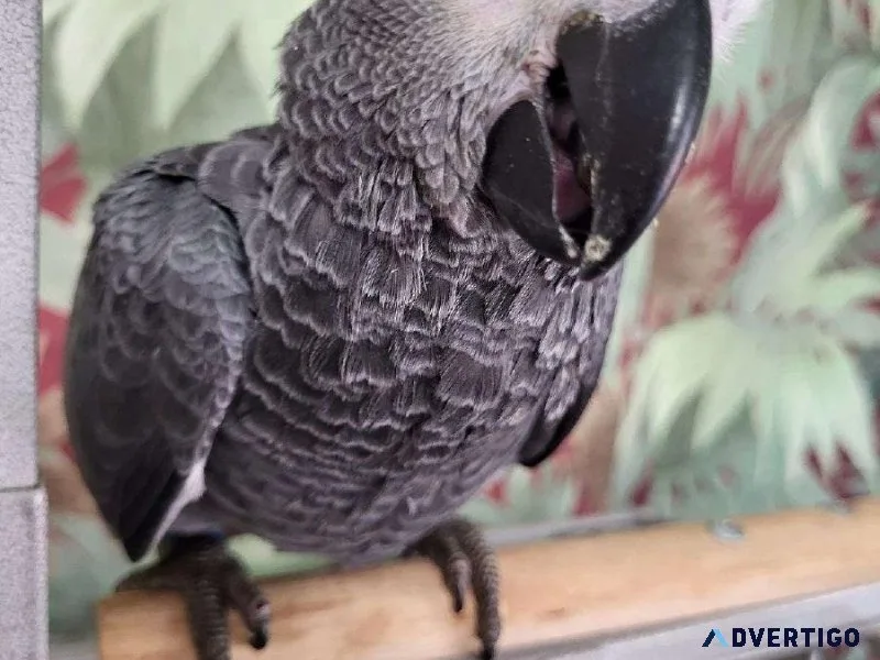 African Grey Parrot Congo Boy