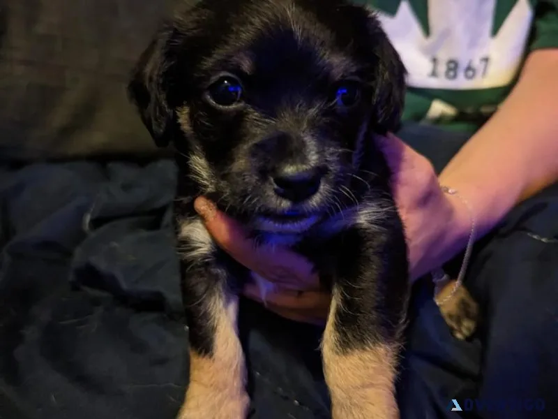 4 adorable male jackpoos for sale