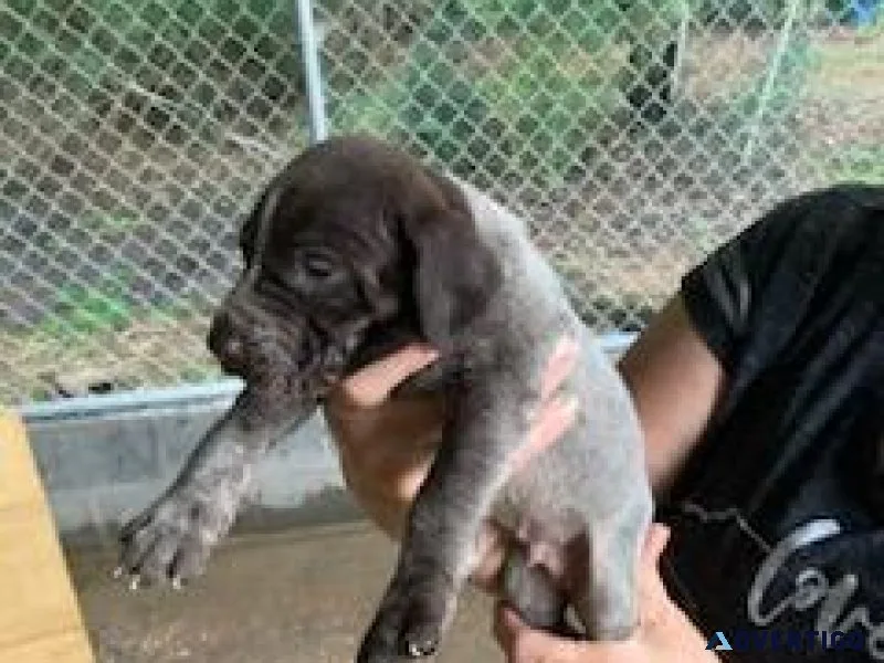 German Shorthaired Pointer puppies
