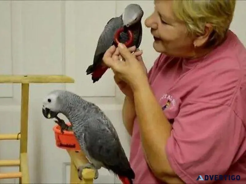 Super Friendly Congo African Grey Parrots.