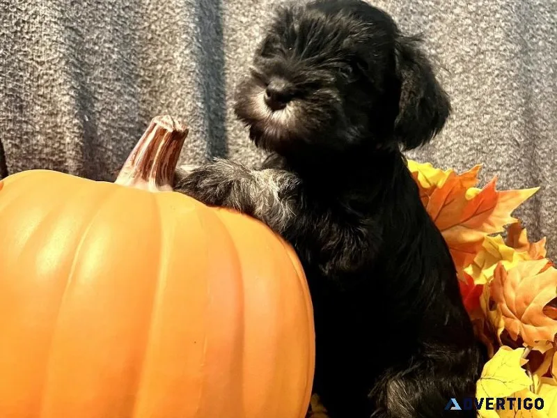 Miniature Schnauzer Puppies