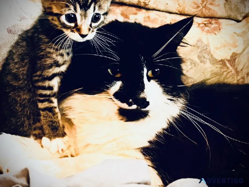 Kittens