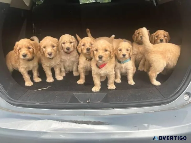 Akc goldendoodle puppies.