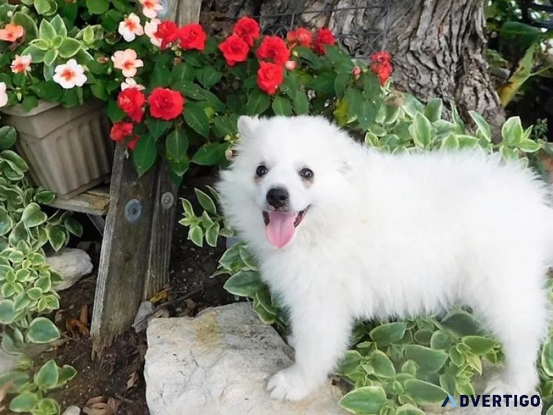 Exclusive American Eskimo Puppies