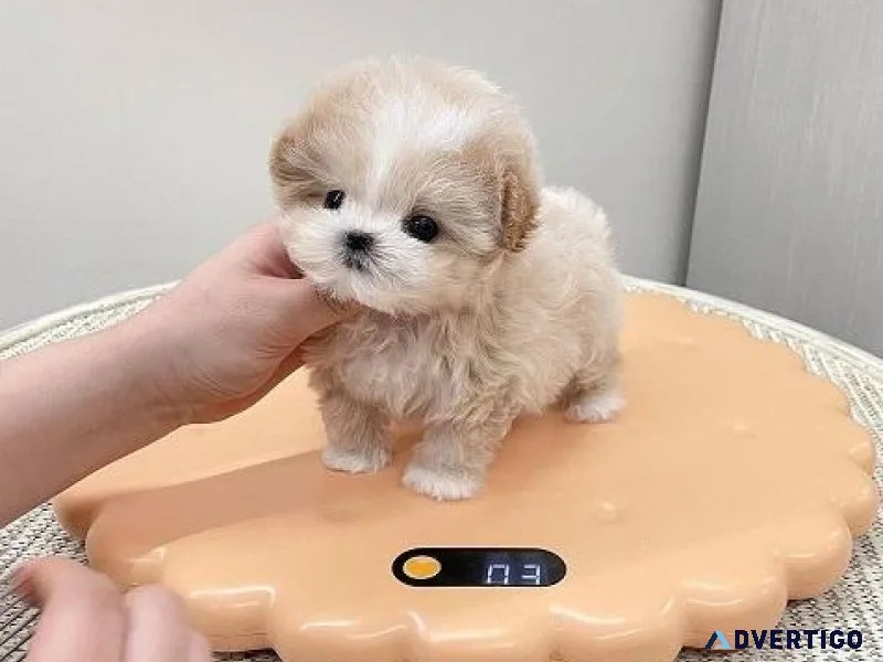 Matlipoo Puppies for Sale