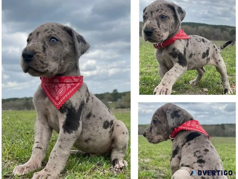 Cute  Harlequin great dane