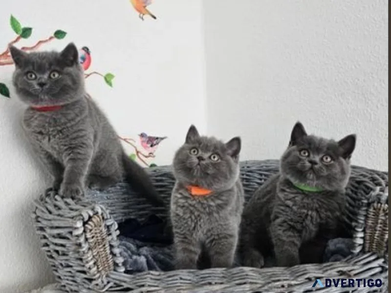 GCCF Registered British Shorthair kittens