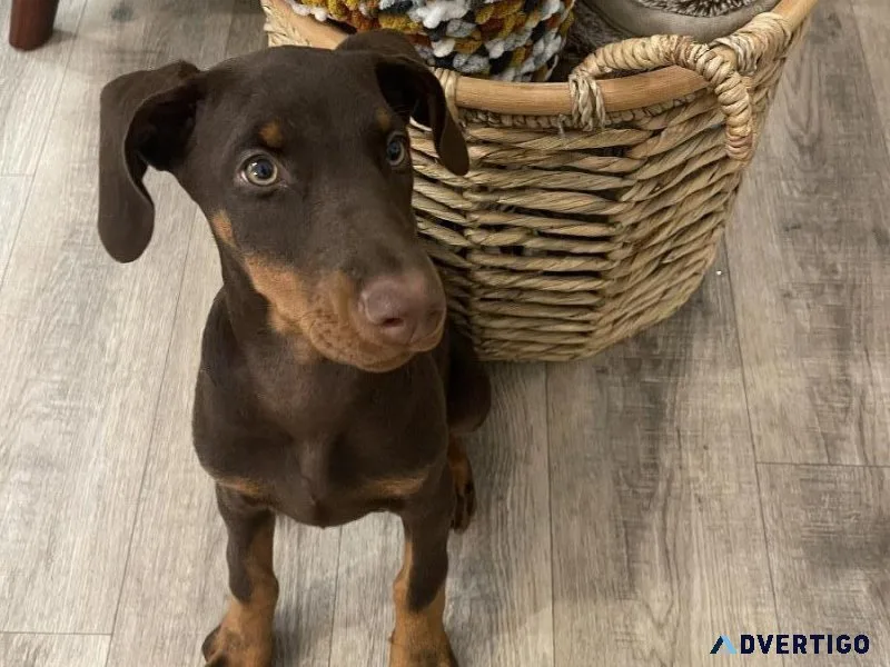 AKC-Doberman Pincher